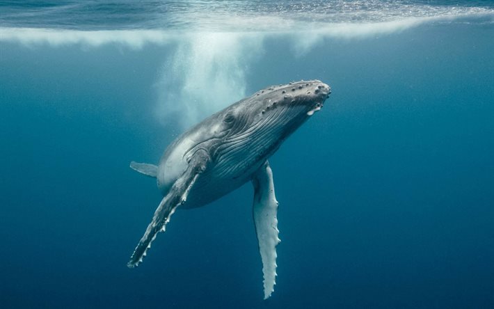 kambur balina, su altı, okyanus, sualtı dünyaları, balina, megaptera novaeangliae, sualtı balinası