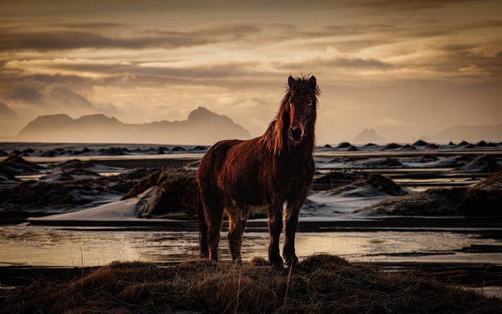 cavalo islandês, costa, cavalo marrom, islândia, animais selvagens, cavalos selvagens, cavalo bonito