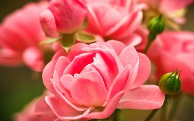 vaaleanpunaiset ruusut, 5k, puutarha, sumeus, lähikuva