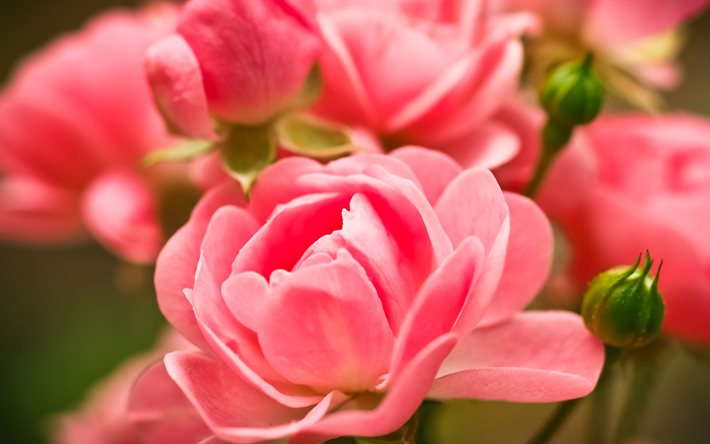 rosas cor de rosa, 5k, jardim, borrão, close-up