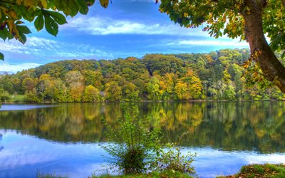 Ulmen, de reflexión, de otoño, de agua, un río, un bosque, Alemania