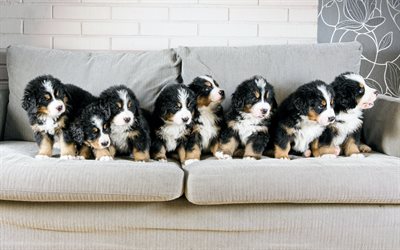 베르너 세네 헨드, 베르네스 마운틴 개, 작은 강아지, 귀여운 동물, 작은 개, 많은 강아지, 베르네스 소