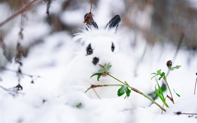 weißes flauschiges kaninchen, schnee, winter, süße flauschige tiere, kaninchen, schwarz geflecktes kaninchen, kaninchen im schnee