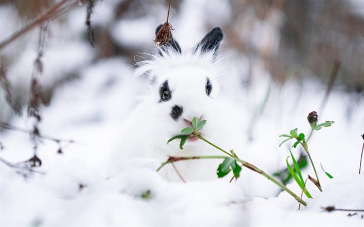 coelho fofo branco, neve, inverno, animais fofos fofos, coelhos, coelho malhado preto, coelho na neve