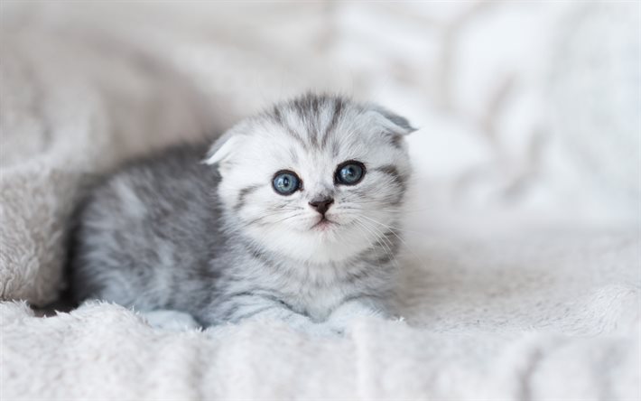 gatito fold escocés, pequeño gatito gris, gato pequeño, de orejas caídas, animales bonitos, mascotas, gatos, pliegue escocés, coupari, lindos gatitos, gato gris
