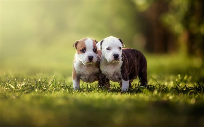 pit bull terrier americano, bokeh, simpatici animali, due cuccioli, cani, animali domestici, cuccioli
