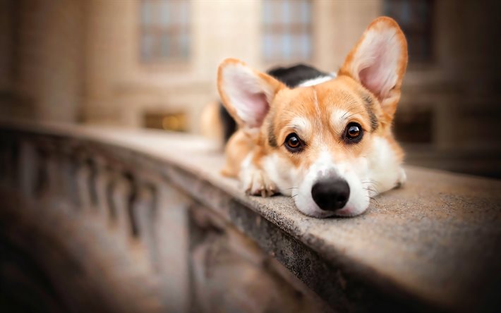 ウェルシュ・コーギー, 悲しい犬, ペット, 犬, ぼけ, かわいい動物, かわいい表情, コーギー, コーギーとの写真
