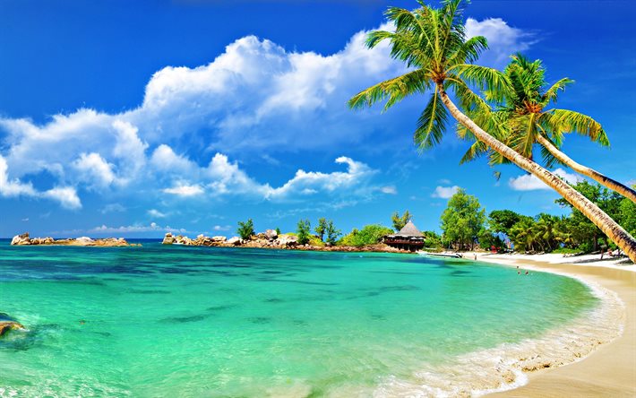 tropiska öar, strand, palmer, ö, sand, semester