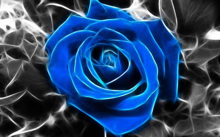 blue rose, macro, bud, blue flowers, gray background
