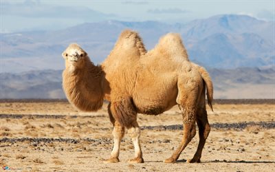 áfrica, camellos, animales africanos, la vida salvaje, desierto