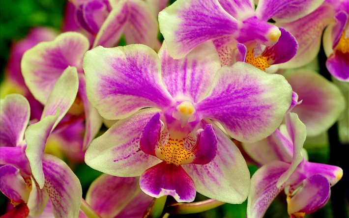 orquídeas, flores tropicais, lindas flores