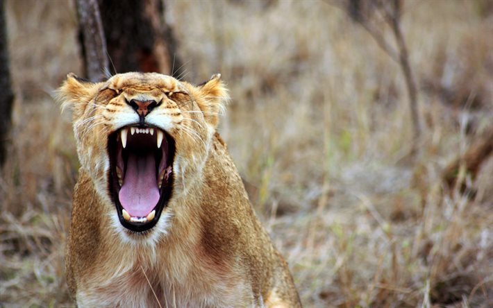 leoa, com raiva, predadores, borrão, agressão
