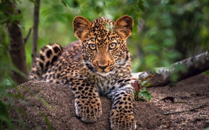 leopard, unge, skog, rovdjur, vilda djur