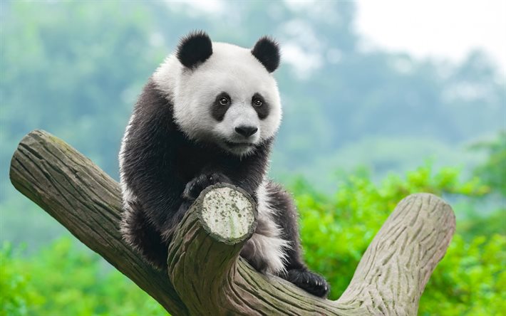 panda, träd, unge, söta djur, djurpark