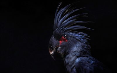 vögel, papageien, blue cockatoo, cacatua pastinator