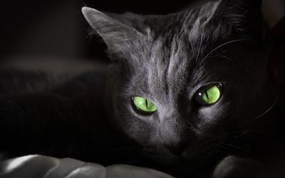 chat noir, yeux verts, close-up, le museau, les chats