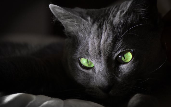 svart katt, gröna ögon, närbild, nosparti, katter