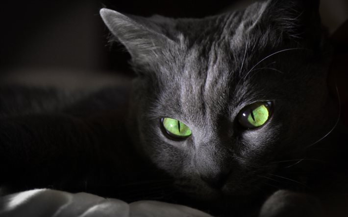 schwarze katze, grüne augen, close-up, schnauze, katzen