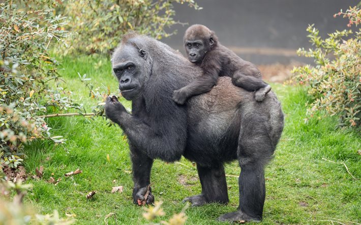 Los gorilas, la vida silvestre, poco gorilas, monos