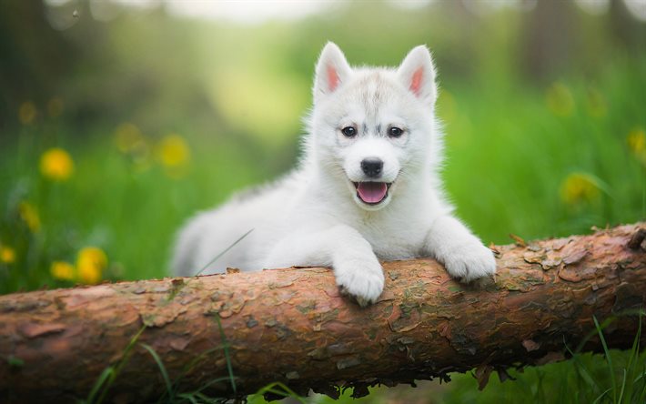 husky, cucciolo, cani, bianco husky, simpatici animali