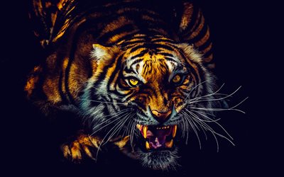 tigre furieux, animaux dangereux, tigres, prédateur, tiger sur fond noir, chats sauvages, animaux sauvages, tigre
