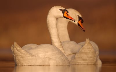 white swans, steam, lake, white birds, swans