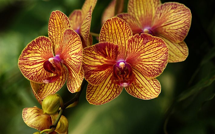 las orquídeas, flores tropicales, naranja orquídeas, flores hermosas