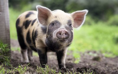 piglet, little pig, cute animals, farm, pigs