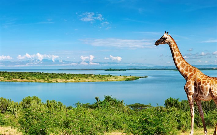 girafa, verão, rio, nilo, áfrica