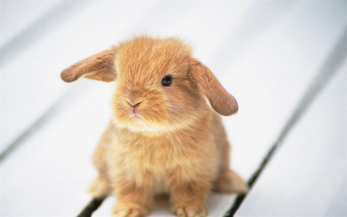 bunny, zenzero, coniglietto di simpatici animali, animali domestici