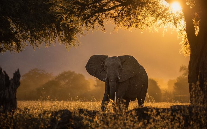 éléphant, Afrique, faune, coucher de soleil, terrain