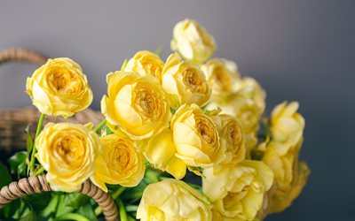roses jaunes, fleurs jaunes, bouquet de roses, fond avec des roses jaunes, belles fleurs, des roses