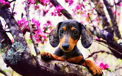 daksund köpek yavrusu, bahar, evcil hayvanlar, köpekler, tatlı hayvanlar, porsuk köpek, mor çiçekler, küçük daksund, köpek yavruları, daksund, sevimli köpekler