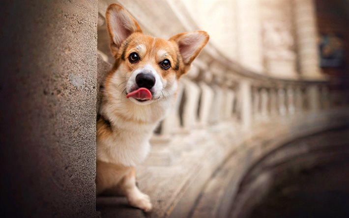 ウェルシュ・コーギー, 好奇心旺盛な犬, ぼけ, ペット, 犬, かわいい動物, 面白い犬, コーギー, コーギーとの写真