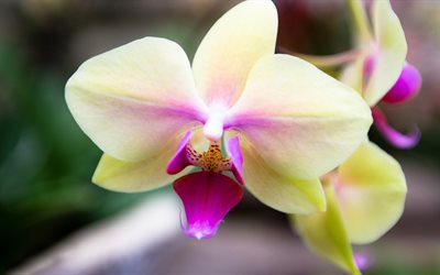 flower, yellow pink, orchids, phalaenopsis