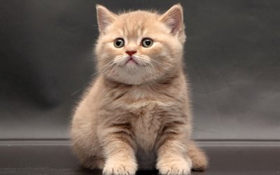 cute kitten, British shorthair cat, kitten, pets
