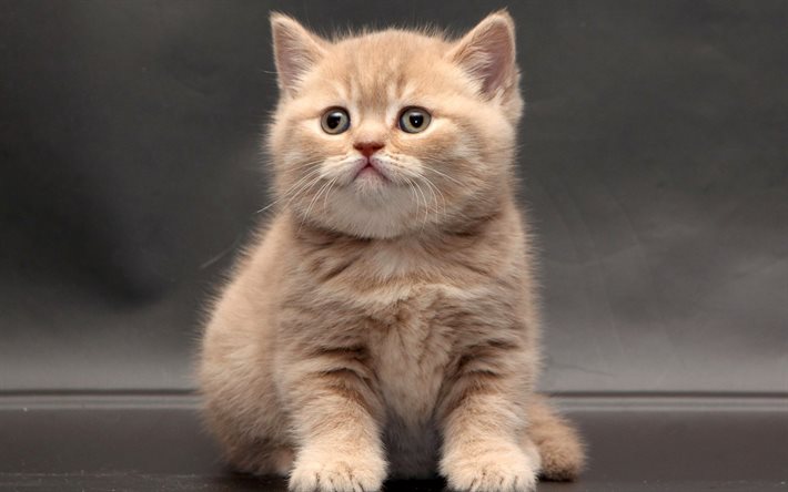 söpö kissanpentu, brittiläinen lyhytkarvakissa, kissanpentu, lemmikit
