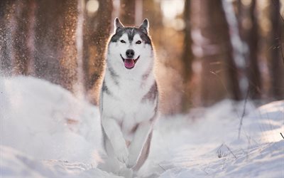 vinter, husky, skog, jogging, hund
