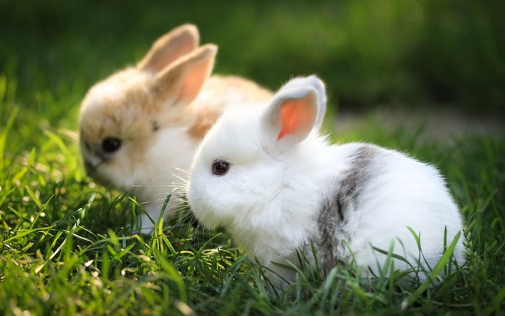 토끼, 잔디, 모션 블러, 작은 토끼
