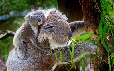 árvore, jardim zoológico, coala, eucalipto, bebê e mãe