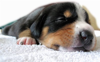 子犬, 睡眠, かわいい動物たち, 犬
