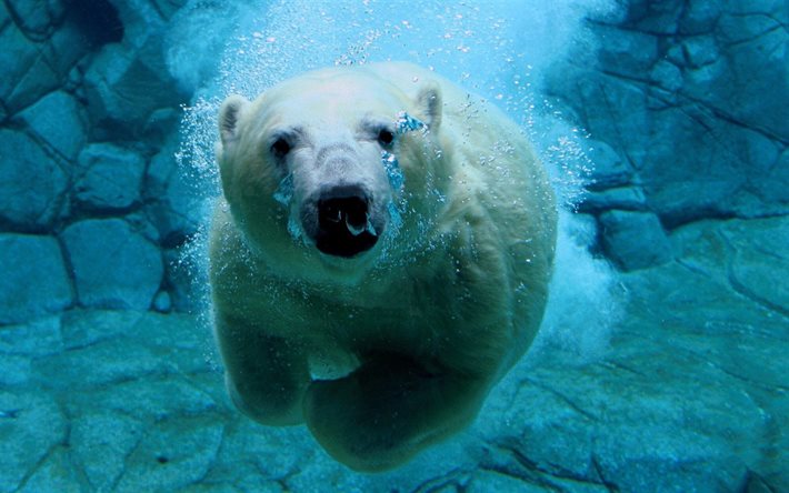isbjörn, under vattnet, björnar