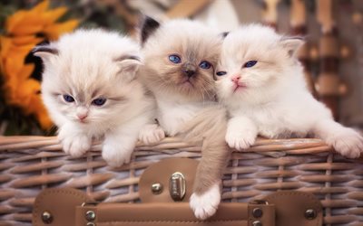 kittens, basket, cute animals, cats