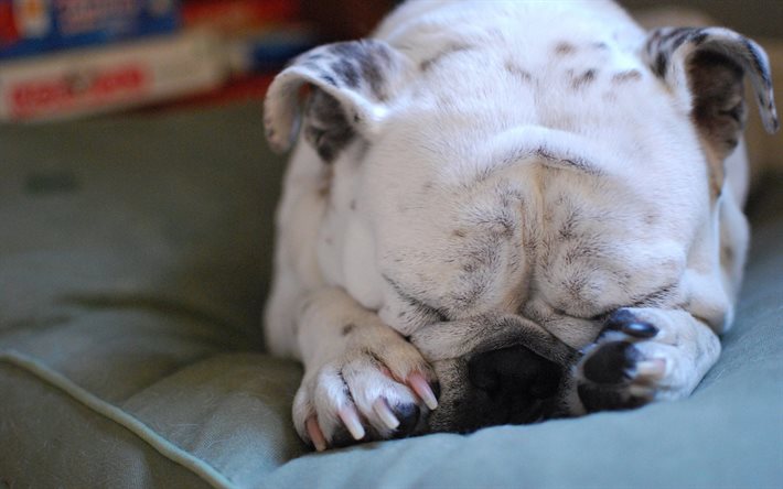 bulldog francese, il sonno, cucciolo, carino animali, cani