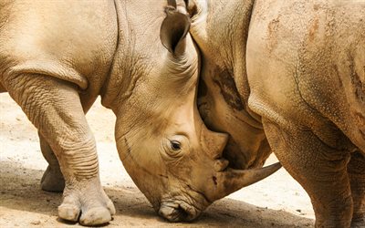 rhino, 동물원, 코뿔소, 반대