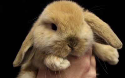 bunny, animale carino, piccolo coniglietto, animali domestici, conigli