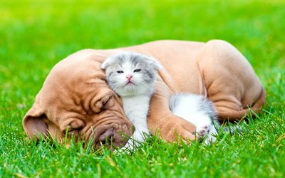 강아지, 새끼 고양이, 우정, 녹색의 잔디, 고양이와 개, 개, 고양이