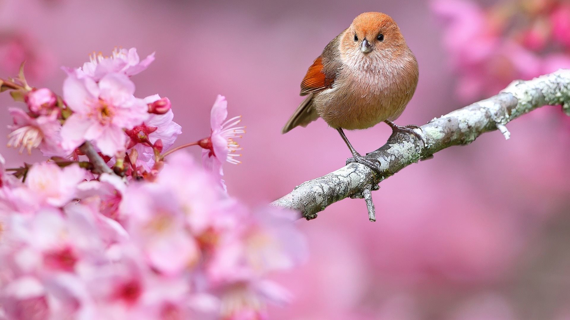 ダウンロード画像 鳥 支店 桜 花 自然 画面の解像度 19x1080 壁紙デスクトップ上