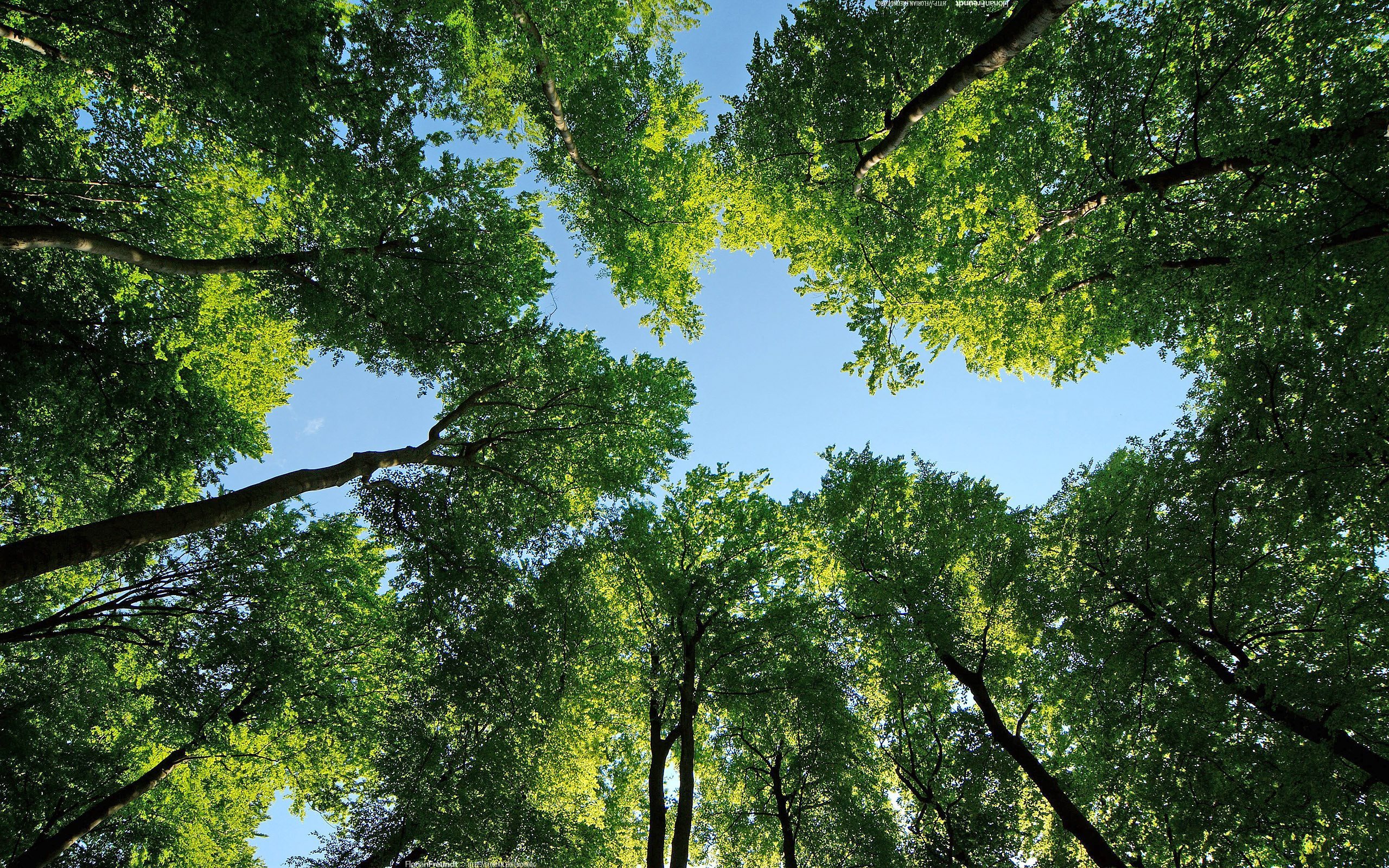 Scarica Sfondi Verde Foresta Alberi Cielo Blu Alberi Ad Alto Fusto Blakytne Il Cielo Monitor Con Risoluzione 2560x1600 Immagini Sul Desktop