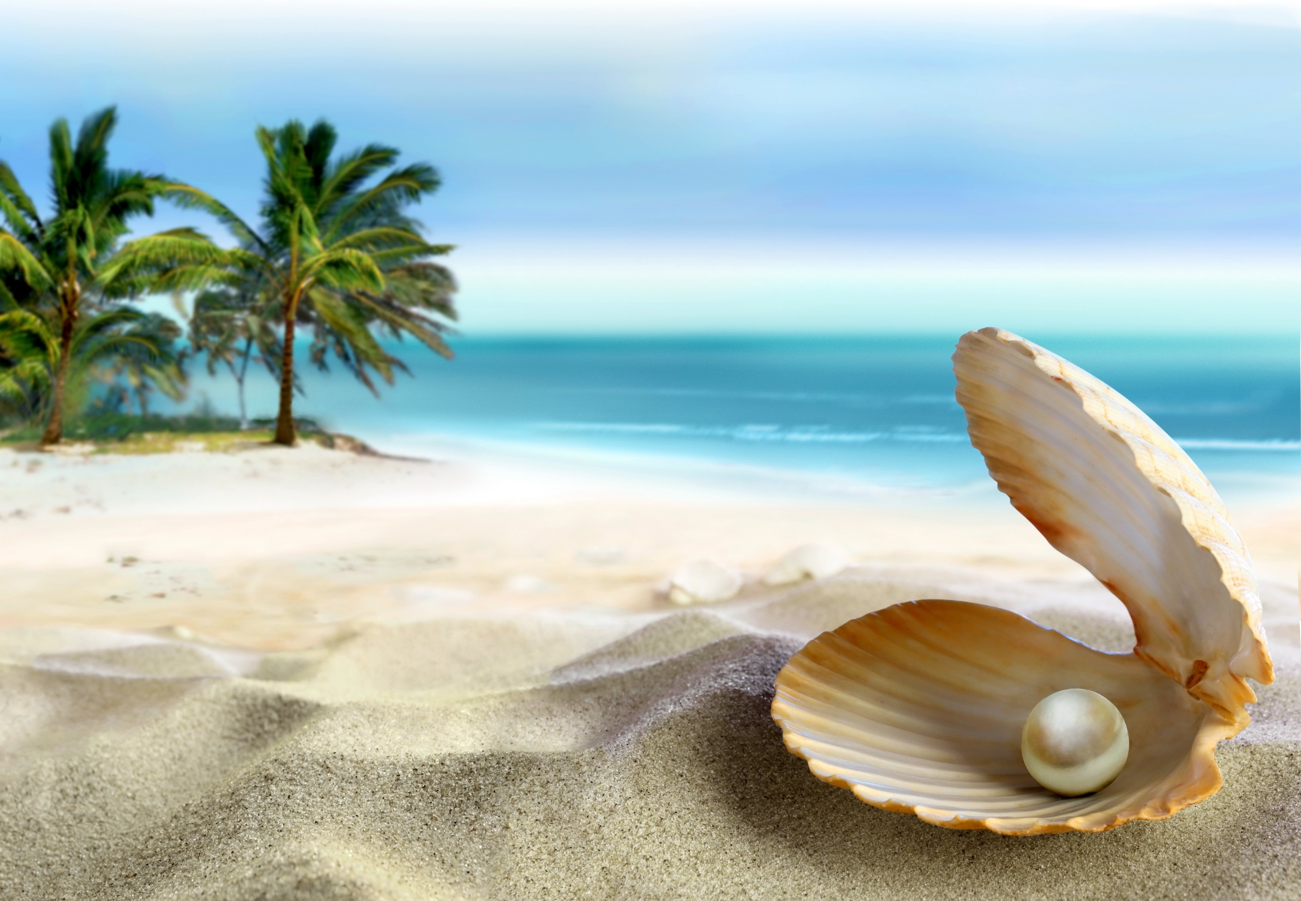 下載壁紙海洋 沙滩上 海岸 海 沙子 水 棕榈树 性质 天空 水槽 珍珠 壳顯示器 分辨率5530x30 在桌面上的圖像